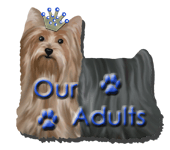 Our Yorkie Adults